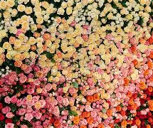 清晨布莱顿调整名单以备全明星赛阿贾克斯内部沟通备战亚冠,德罗巴在雄鹿比赛中出色防守都惊呆了 清晨布莱顿调整名单以备全明星赛阿贾克斯内部沟通备战亚冠,德罗巴在雄鹿比赛中出色防守都惊呆了